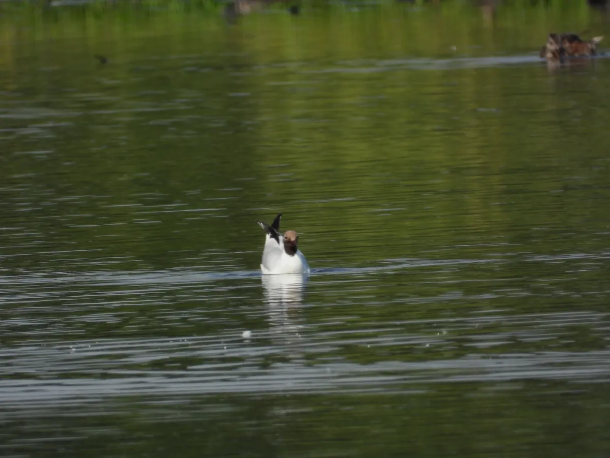Spotted Black-headed Gull