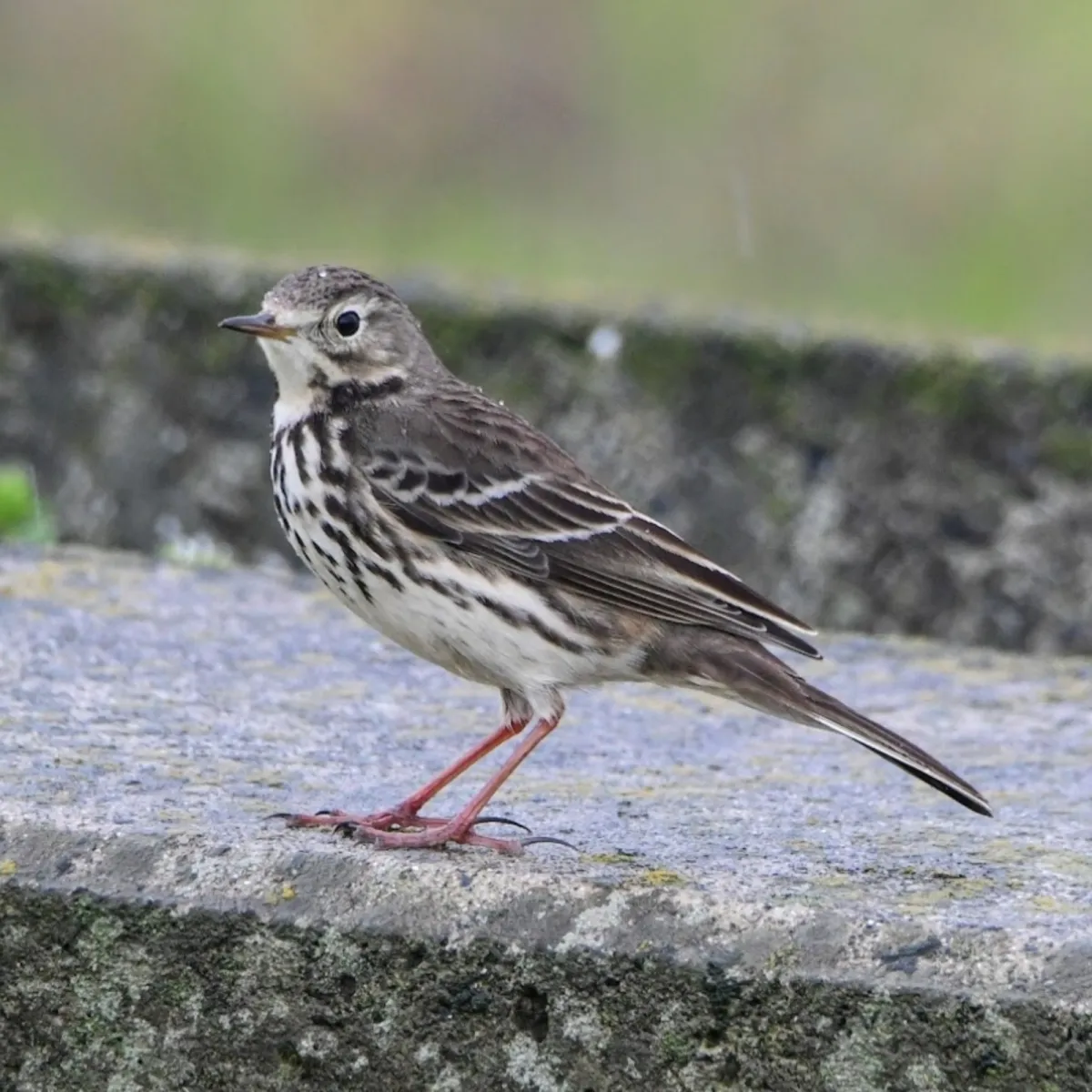 Spotted Siberian Pipit