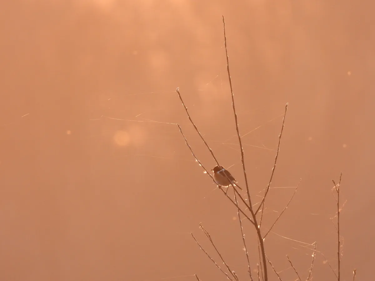 Gespotte Roodborsttapuit