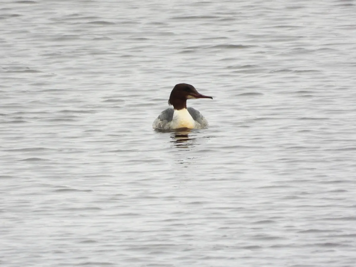 Gespotte Grote zaagbek