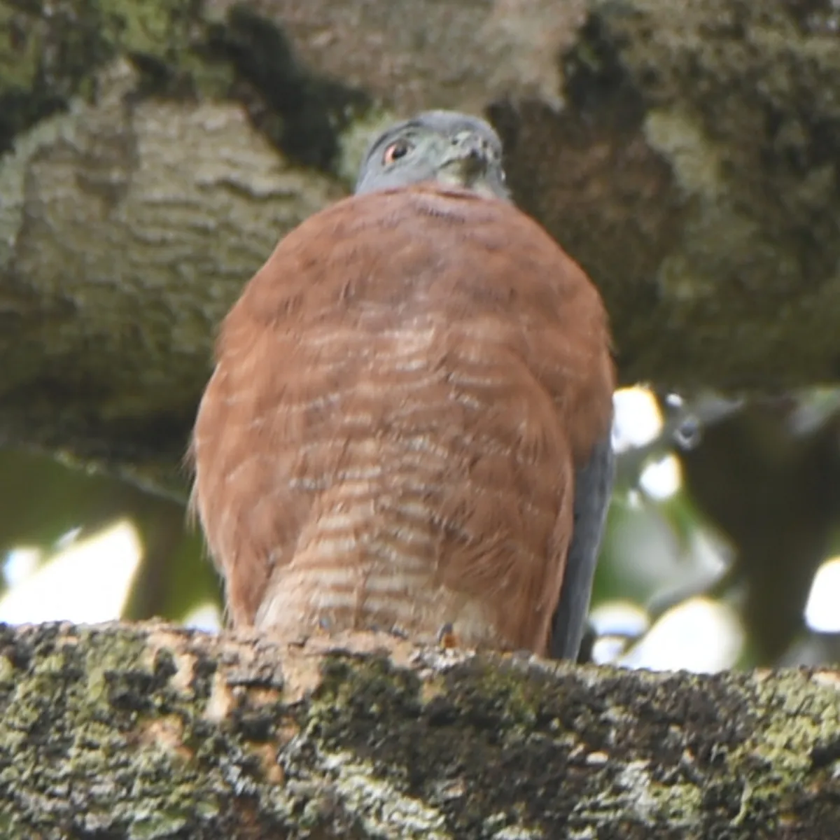 Spotted Double-toothed Kite