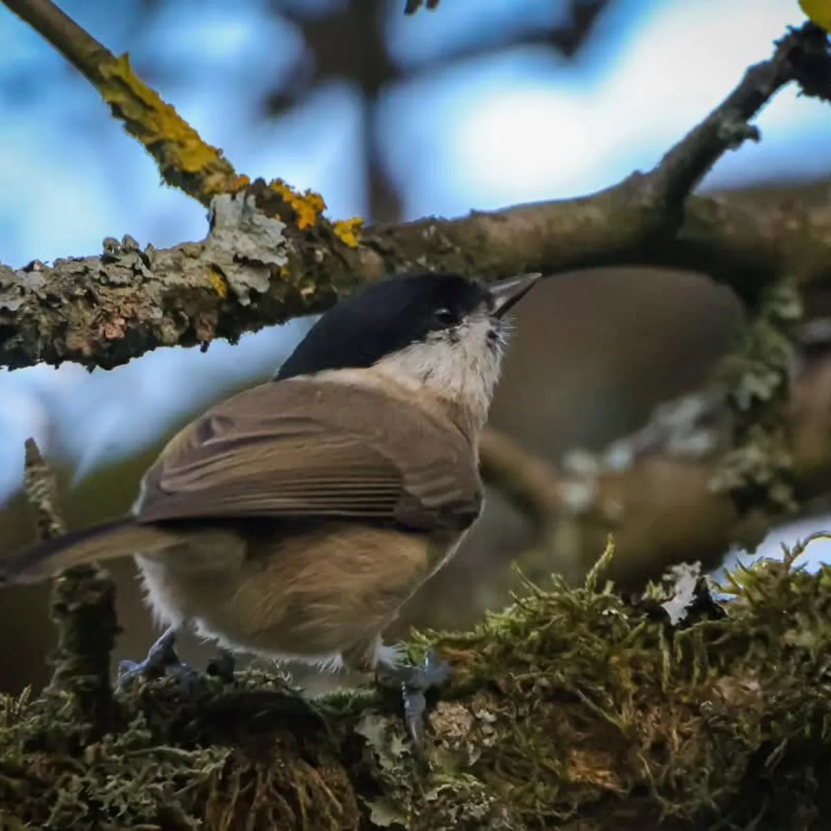 Spotted Marsh Tit