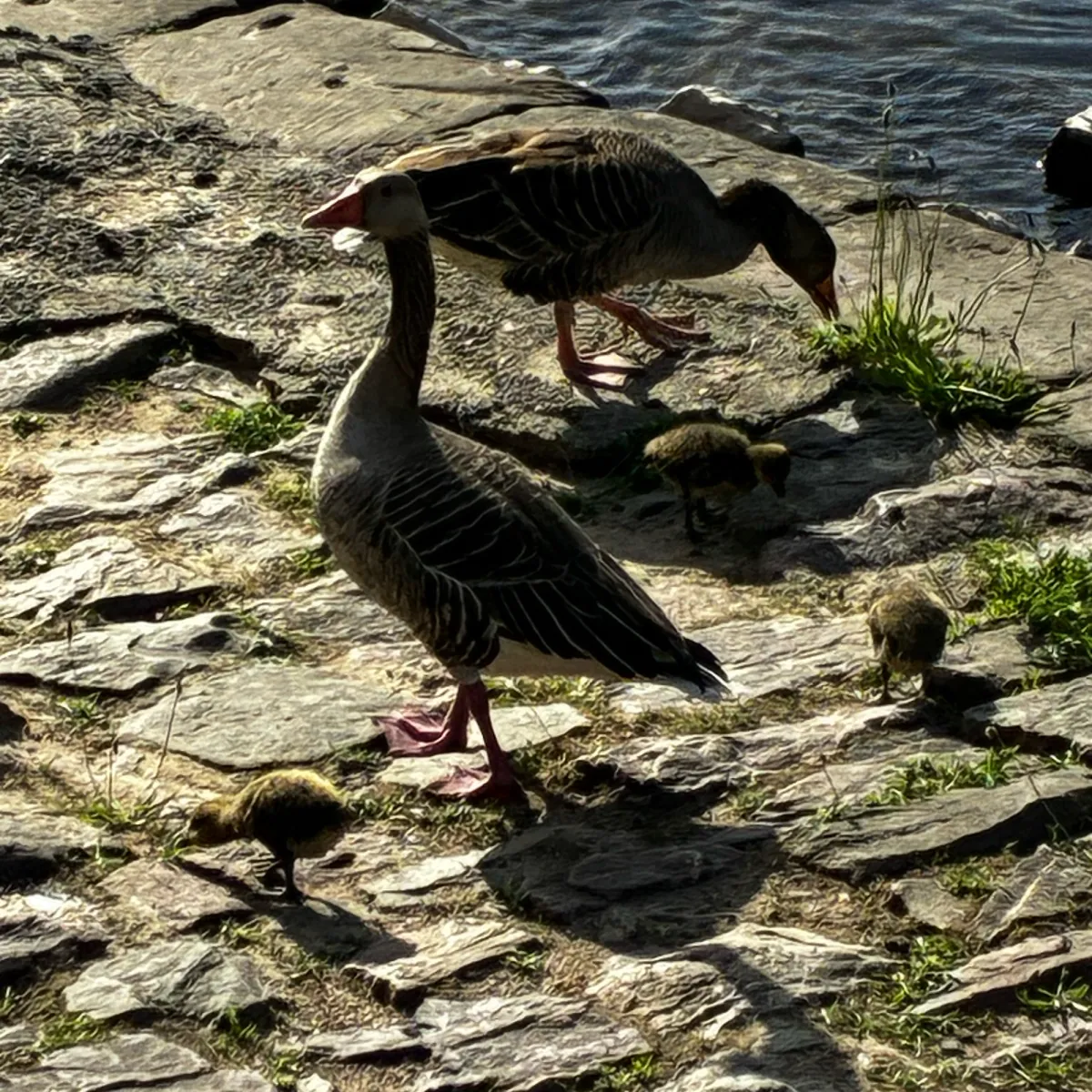Spotted Graylag Goose