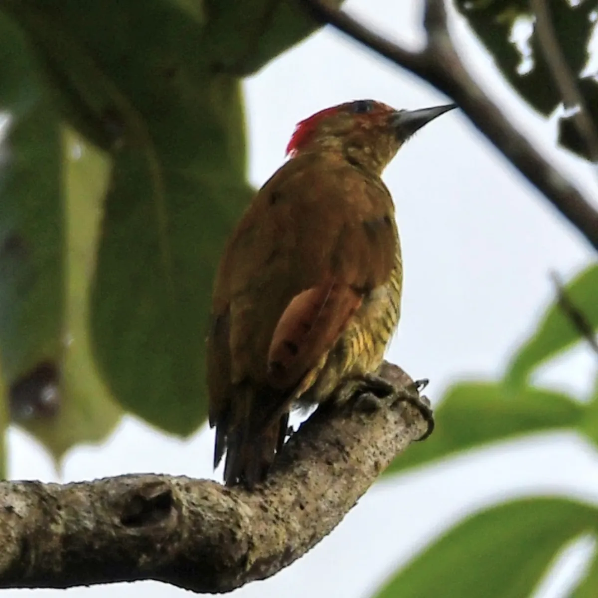 Gespotte Roestvleugelspecht