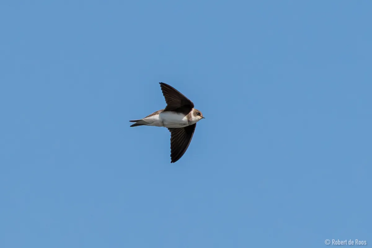 Gespotte Oeverzwaluw