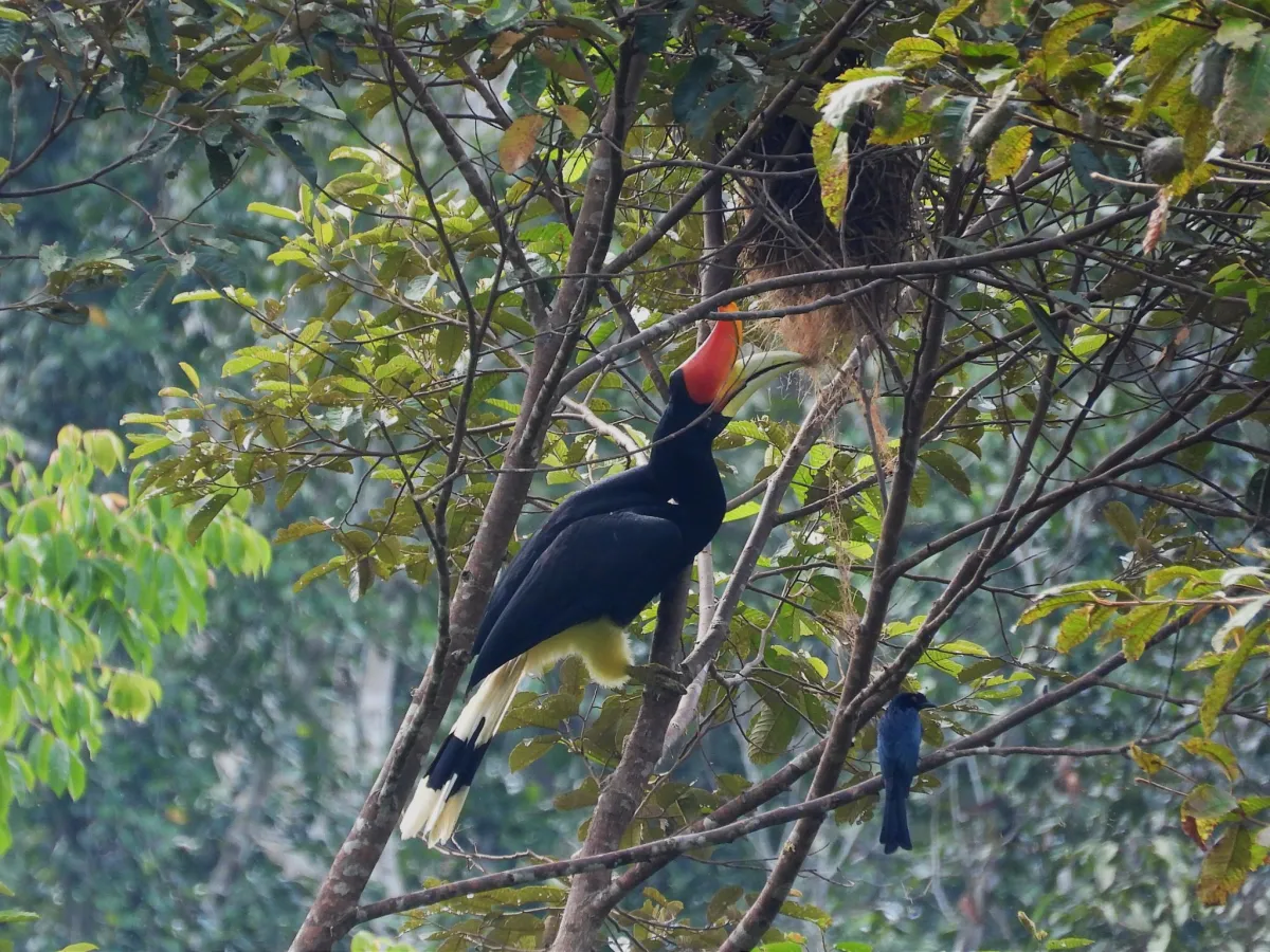 Gespotte Vlaggendrongo