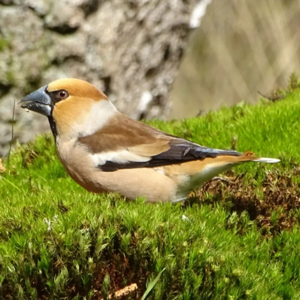Spotted Hawfinch