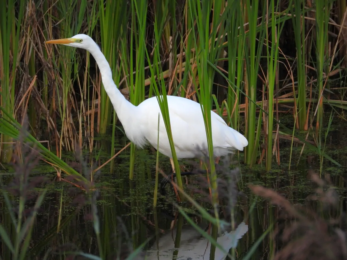 Spotted Great Egret
