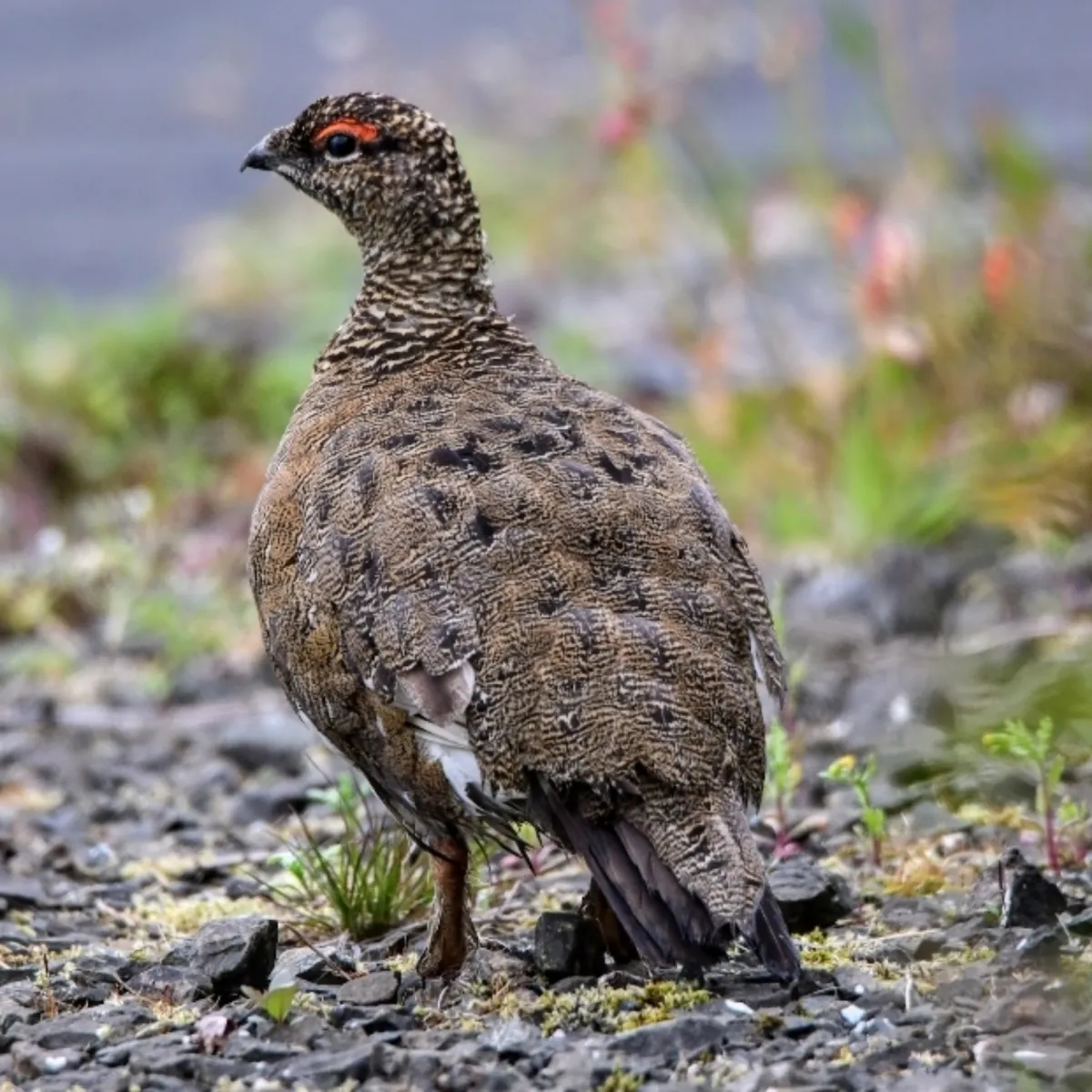 Spotted Rock Ptarmigan