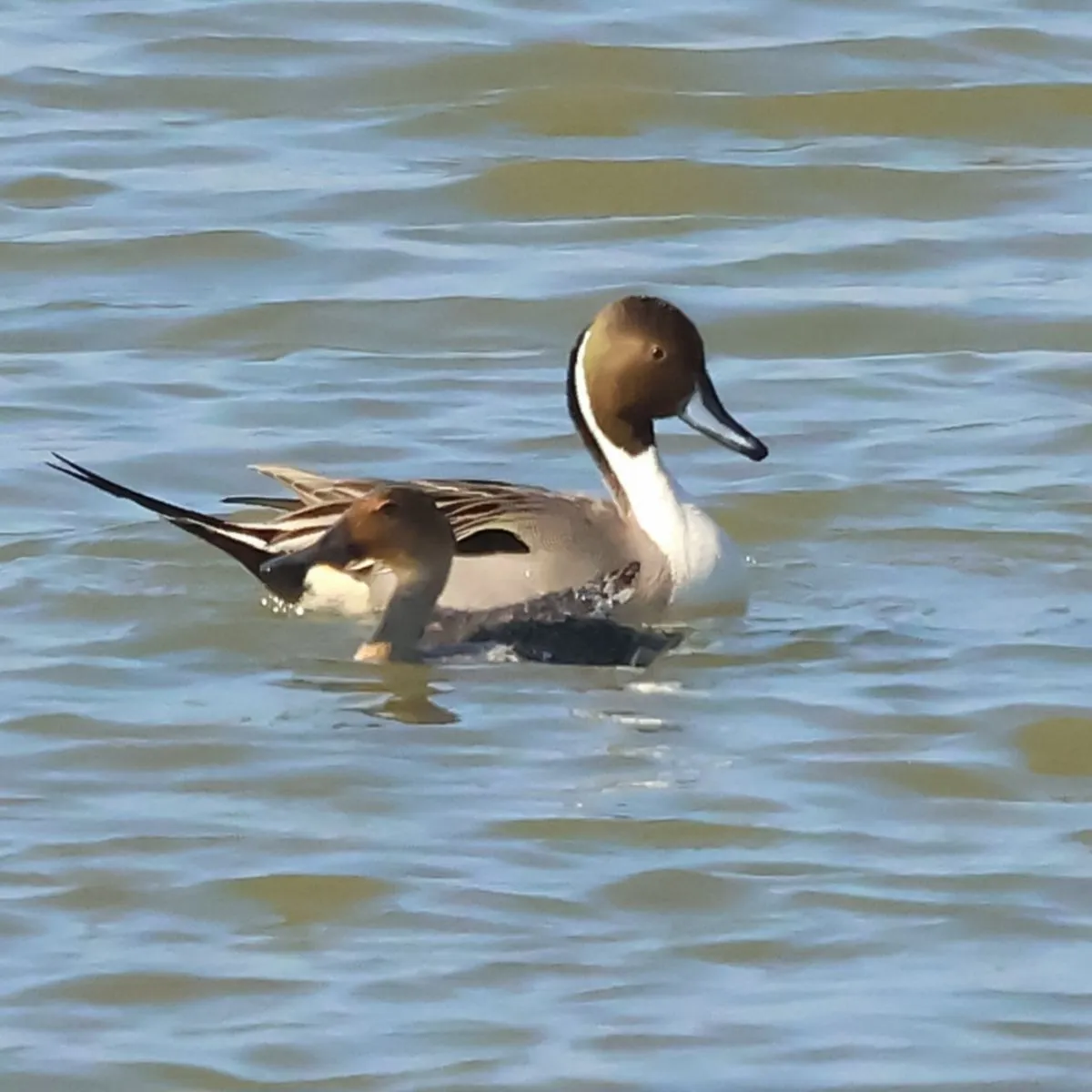 Spotted Northern Pintail
