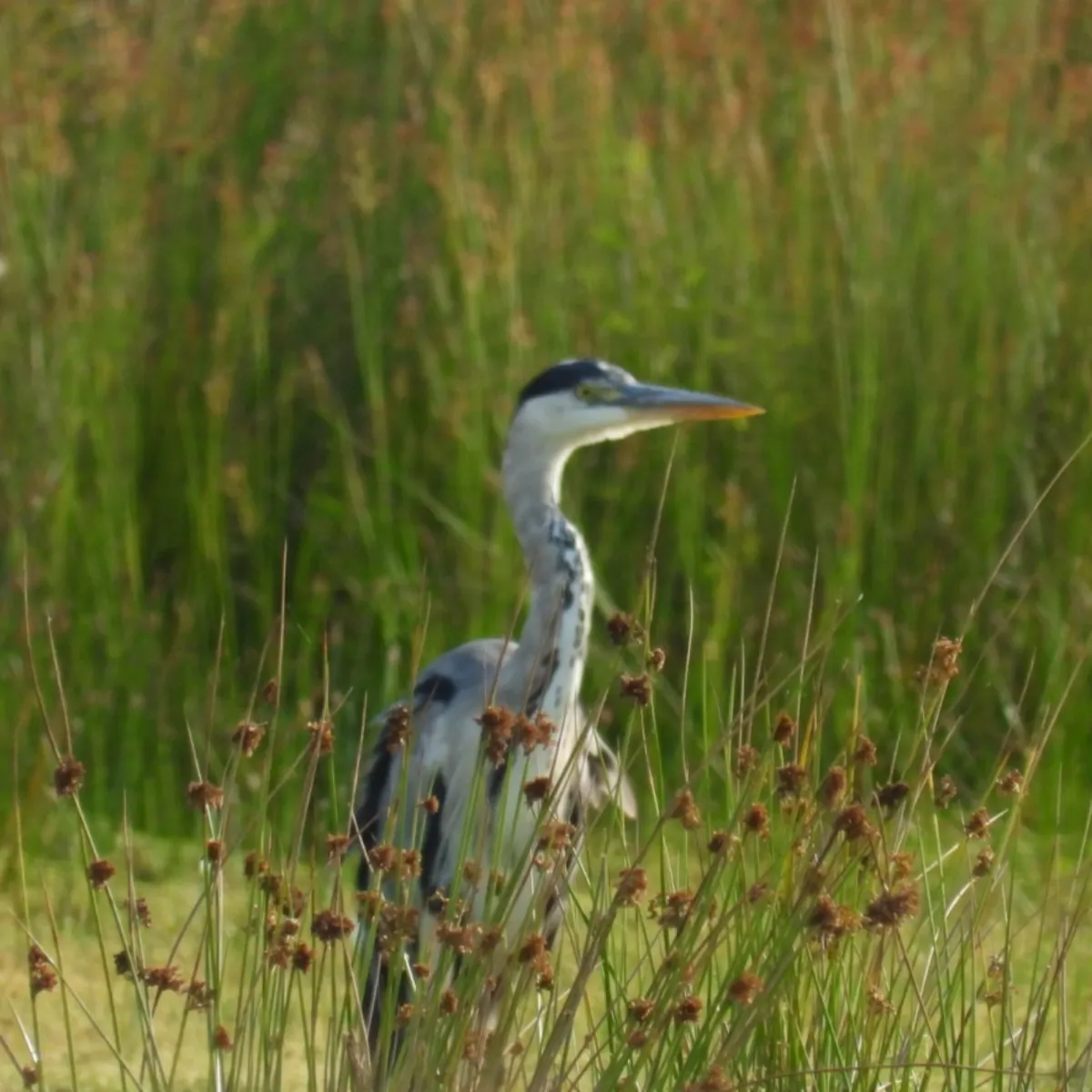 Waargenomen Blauwe reiger