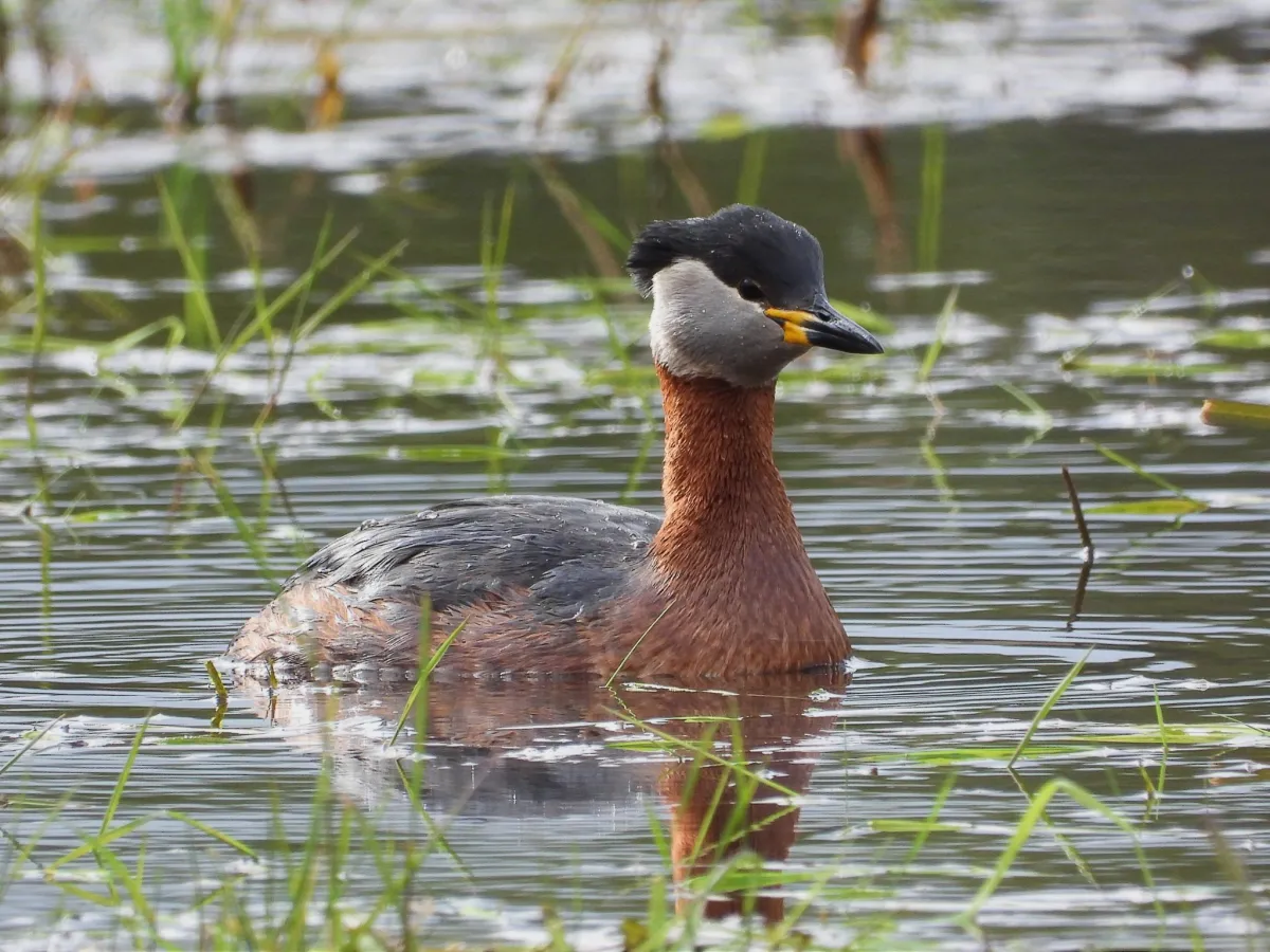 Gespotte Roodhalsfuut