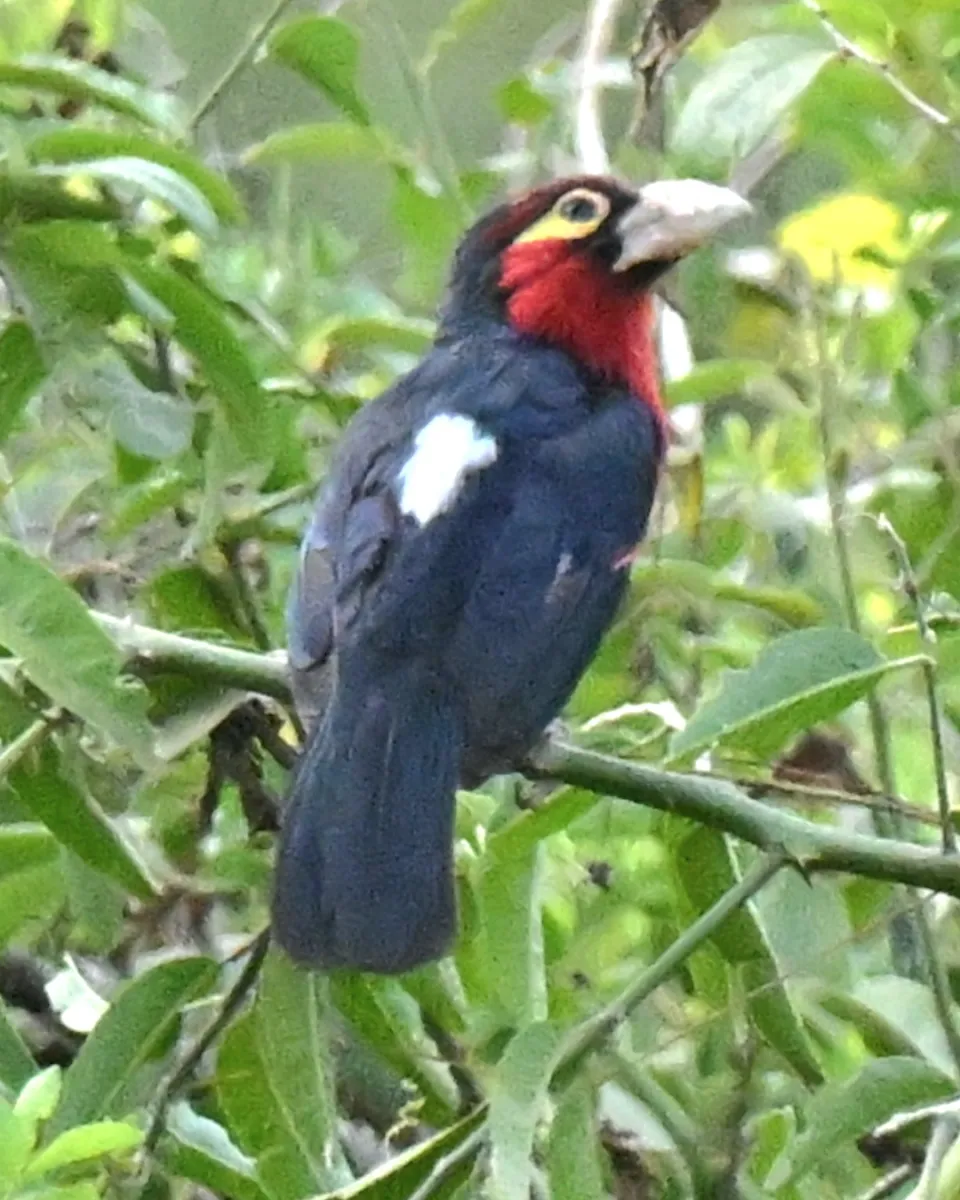 Waargenomen Dubbeltandbaardvogel