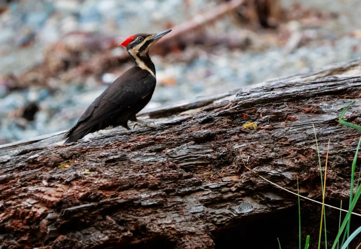Spotted Pileated Woodpecker