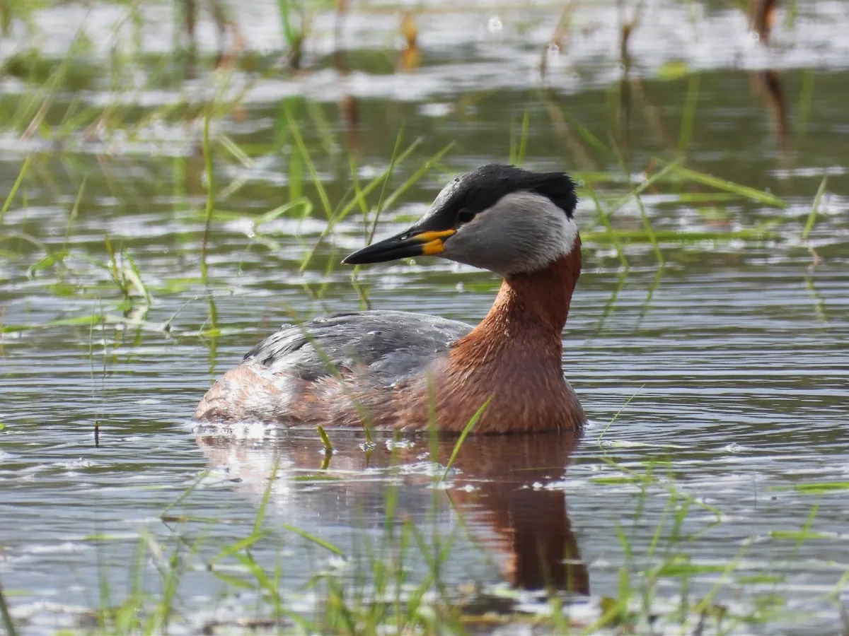 Gespotte Roodhalsfuut