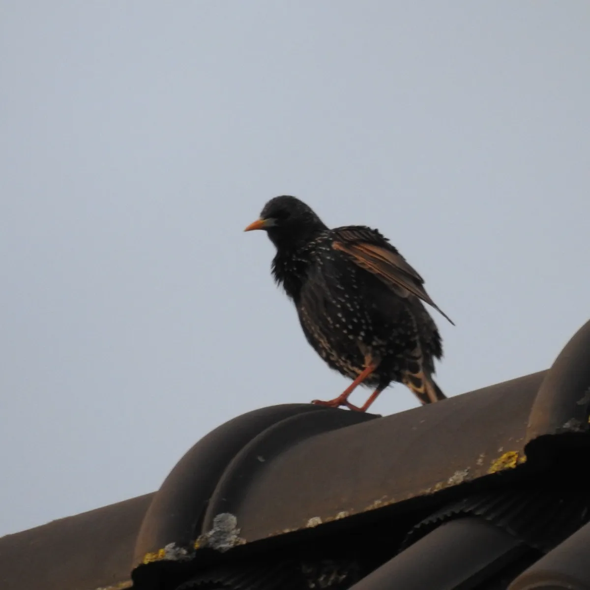 Spotted European Starling