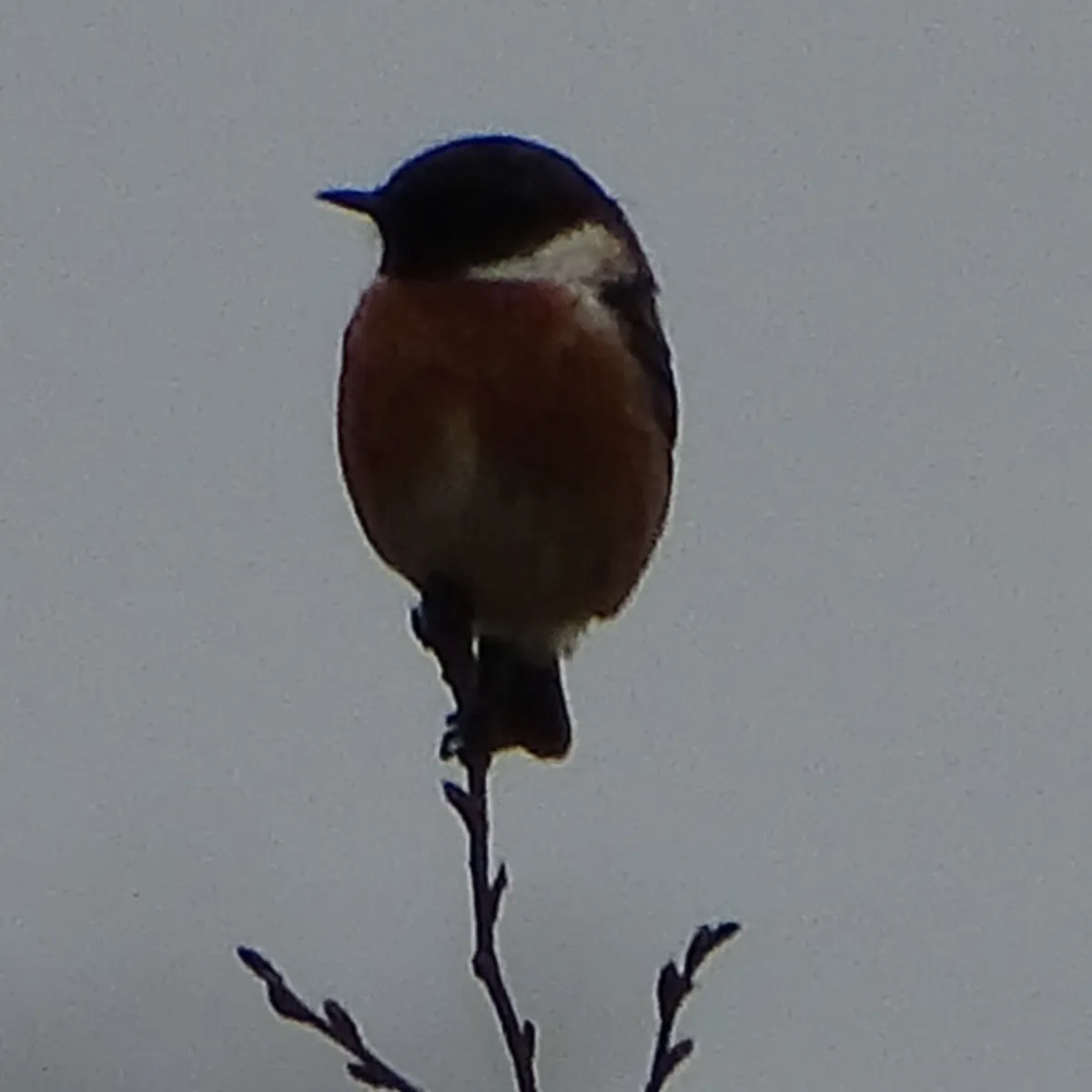 Gespotte Roodborsttapuit