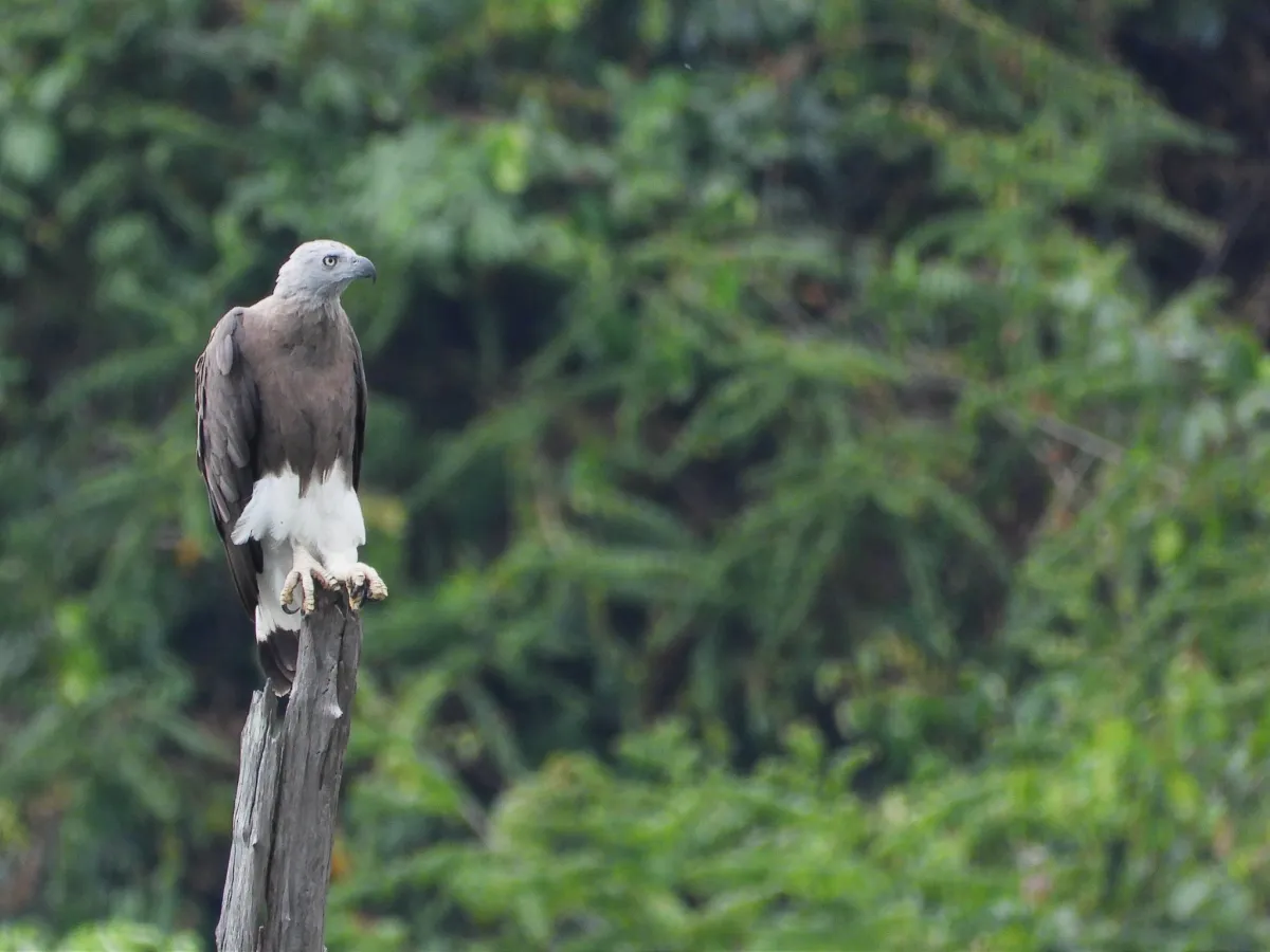 Gespotte Grote rivierarend