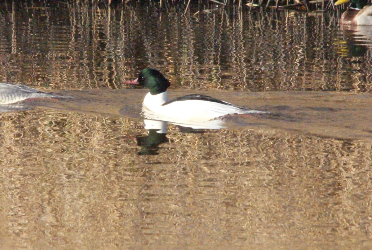 Gespotte Grote zaagbek