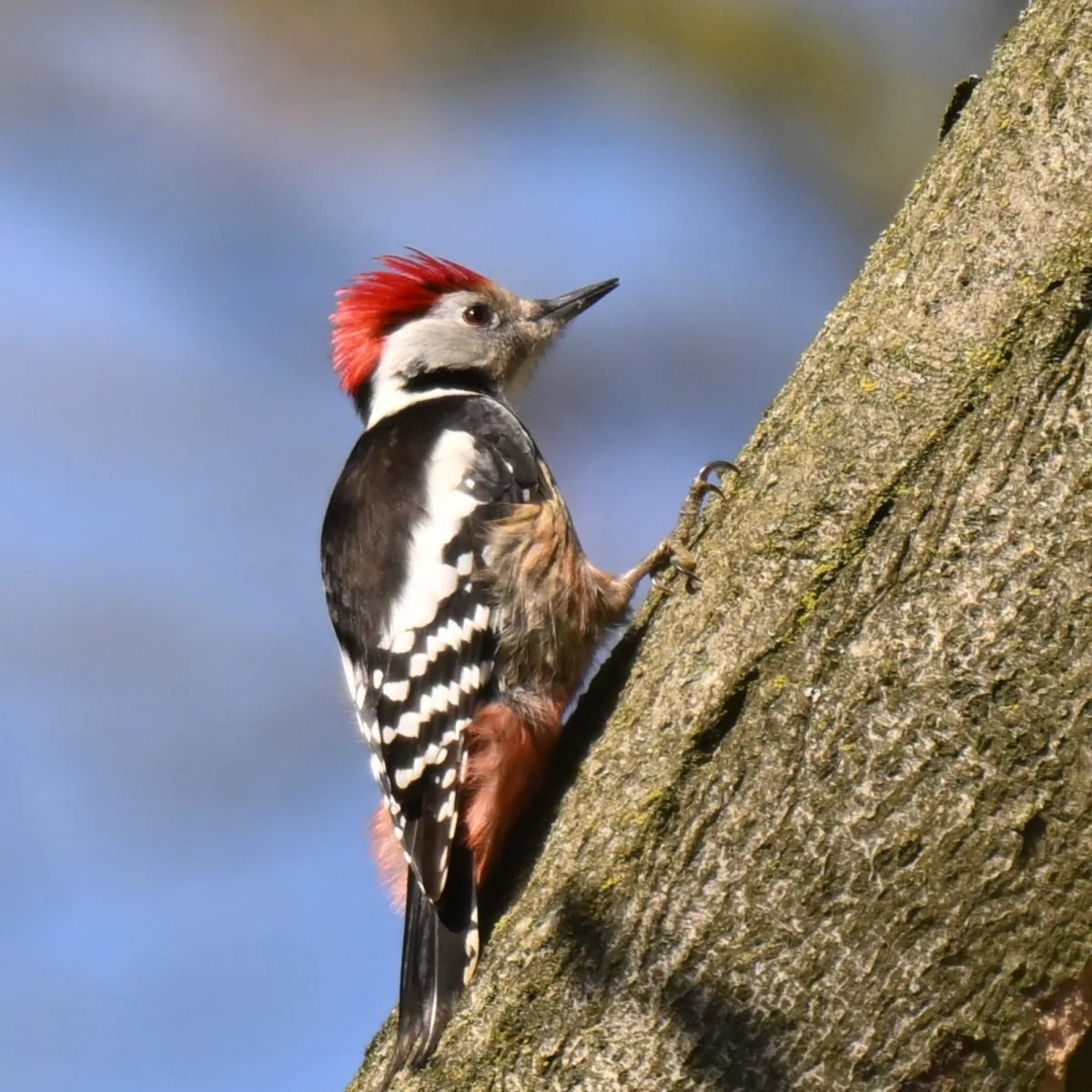 Spotted Middle Spotted Woodpecker