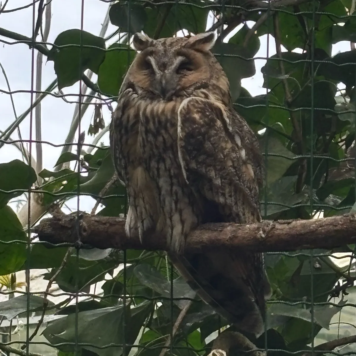 Spotted Long-eared Owl