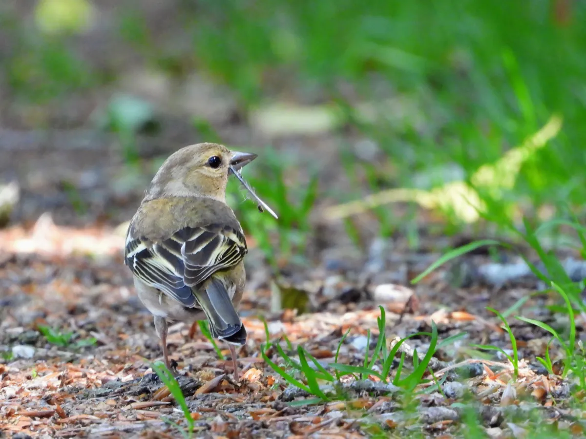 Waargenomen Vink