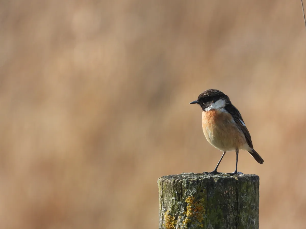 Gespotte Roodborsttapuit