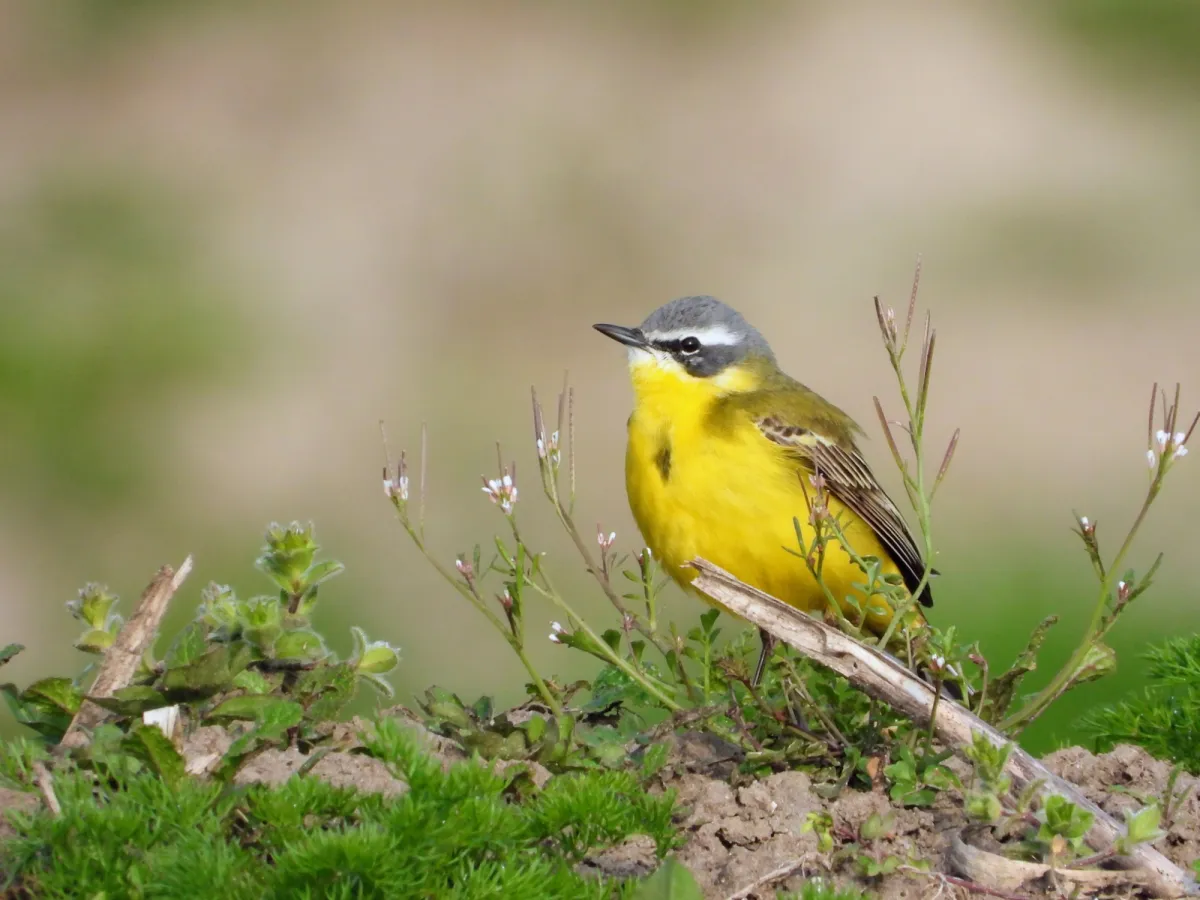 Gespotte Gele kwikstaart