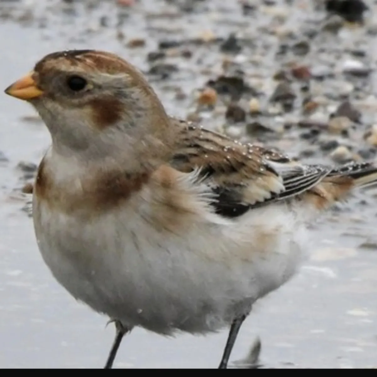 Spotted Snow Bunting
