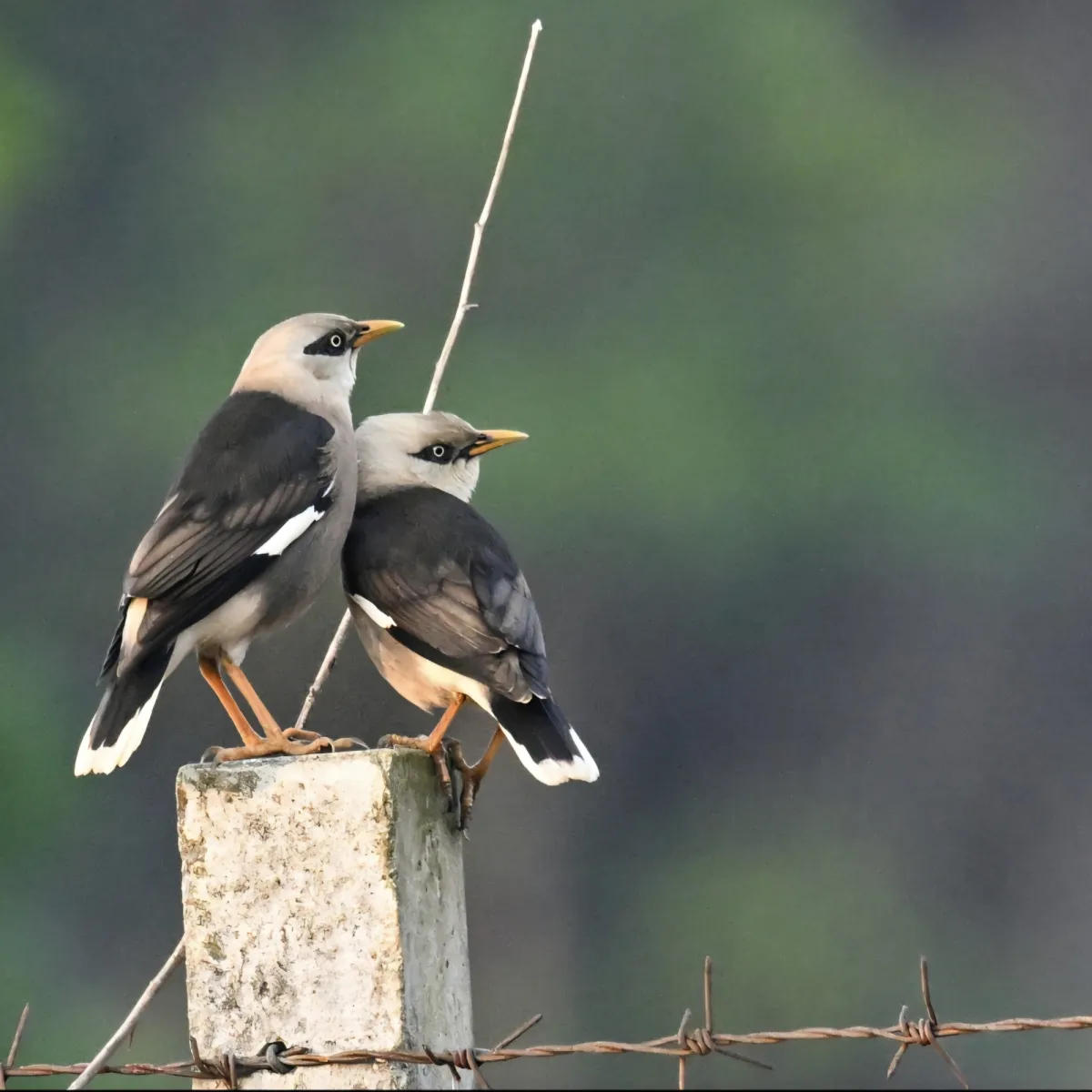 Gespotte Wijnborstmaina