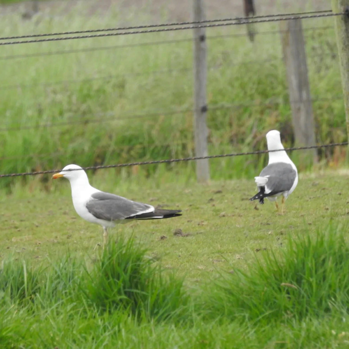 Spotted Lesser Black-backed Gull