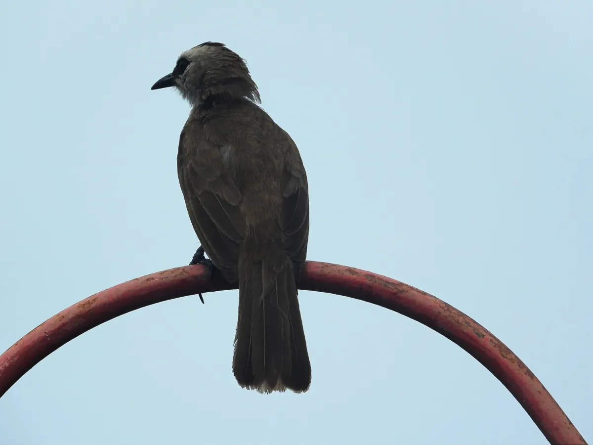 Gespotte Wenkbrauwbuulbuul