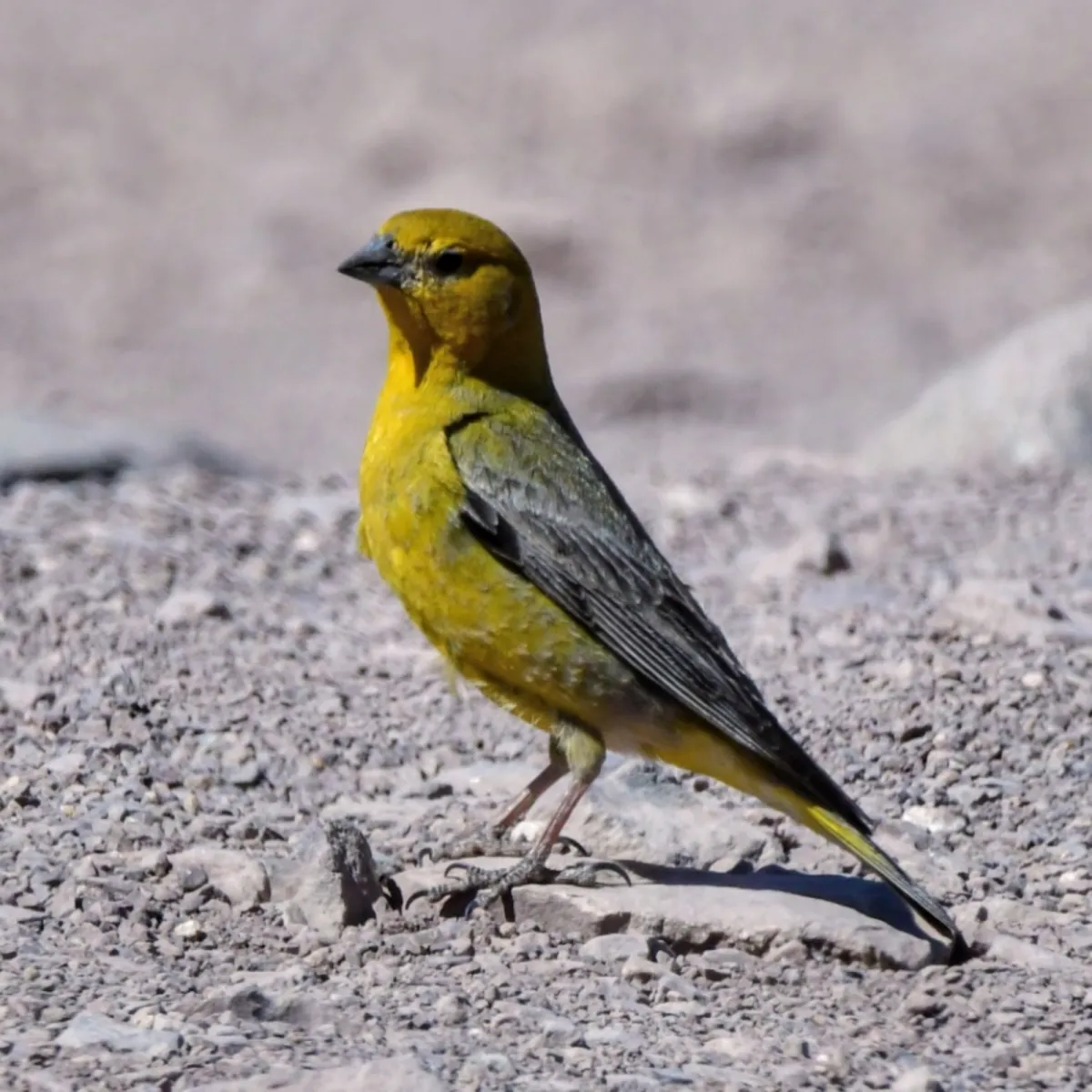 Spotted Greater Yellow-Finch