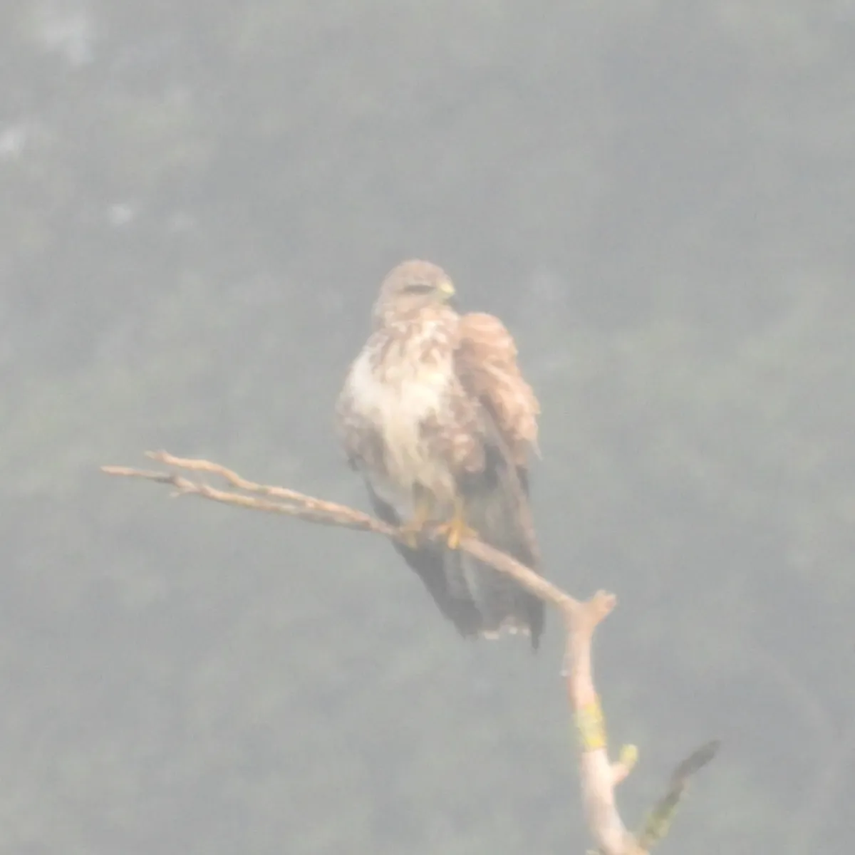 Spotted Common Buzzard