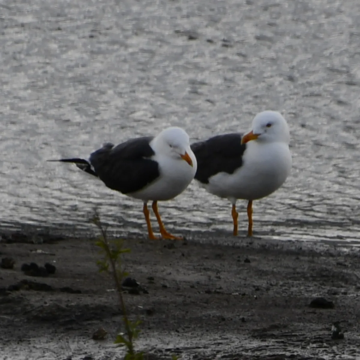 Spotted Lesser Black-backed Gull