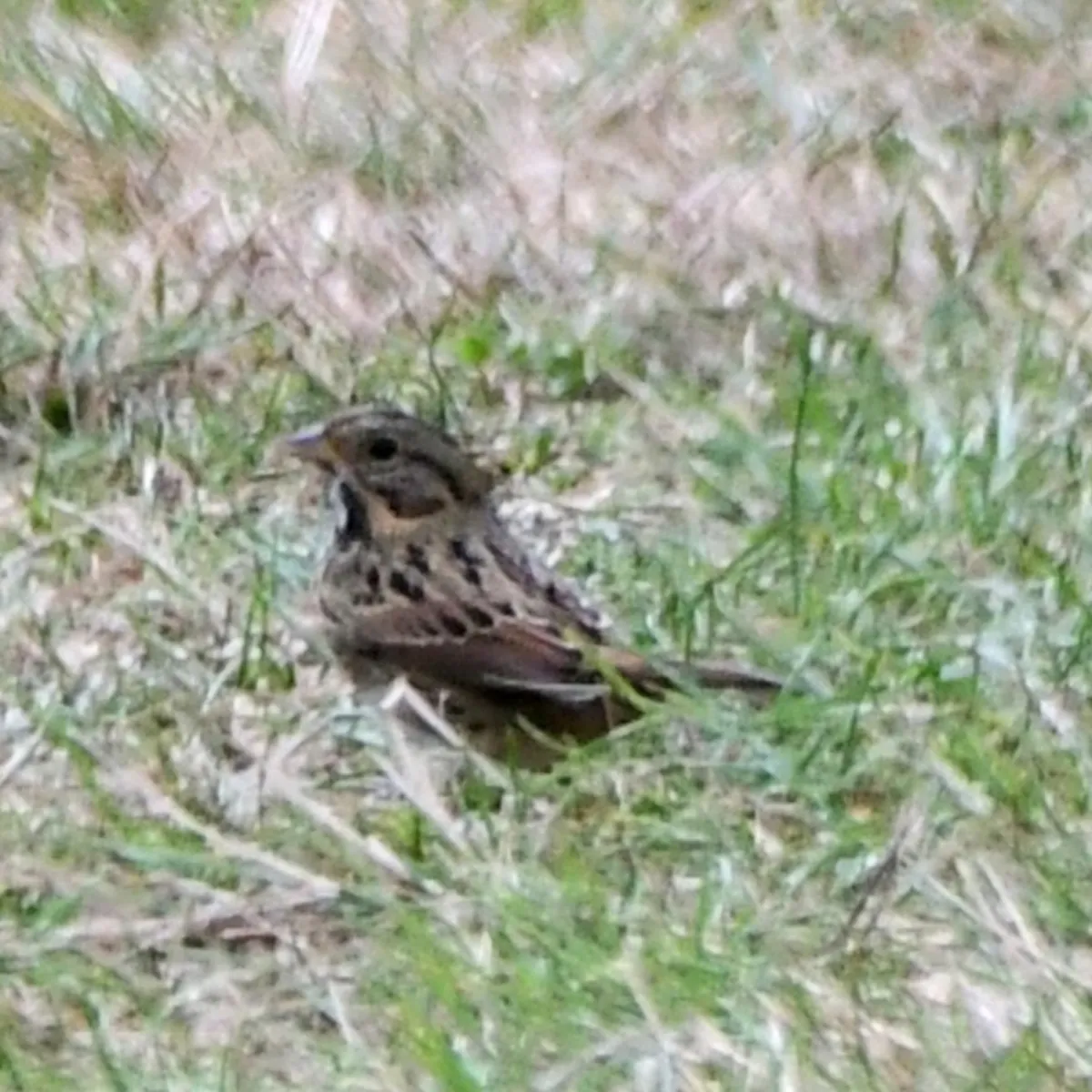 Spotted Lincoln's Sparrow