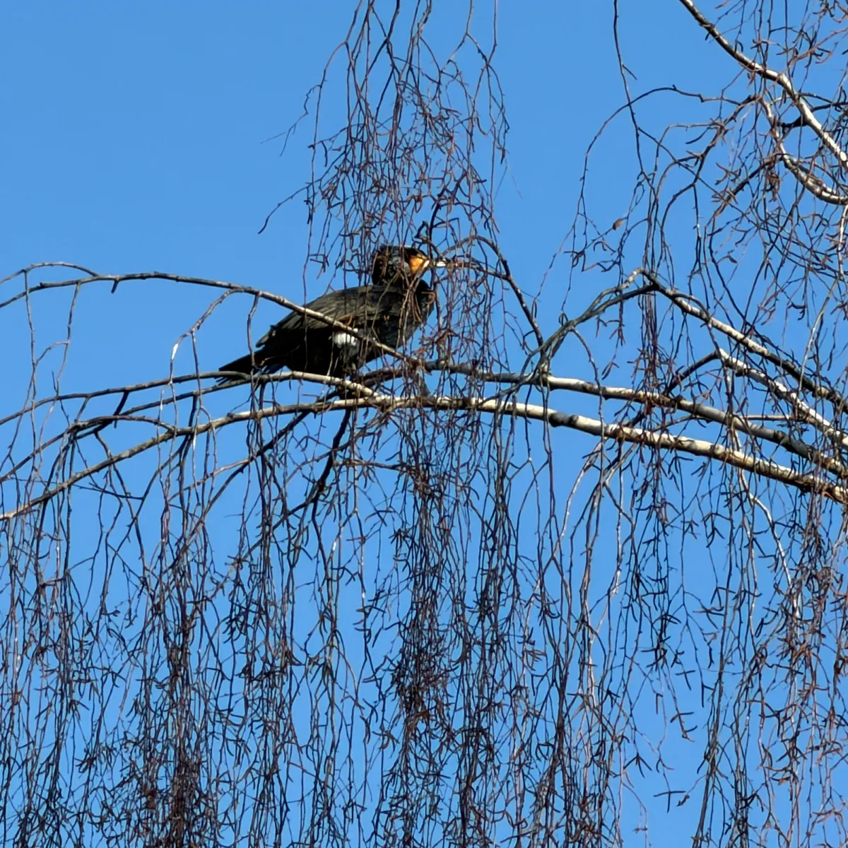 Gespotte Aalscholver
