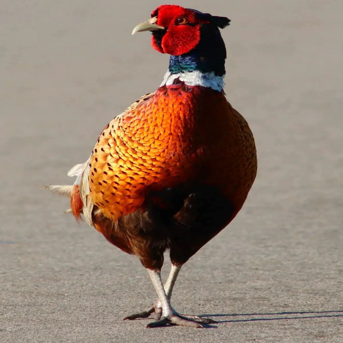 Waargenomen Fazant