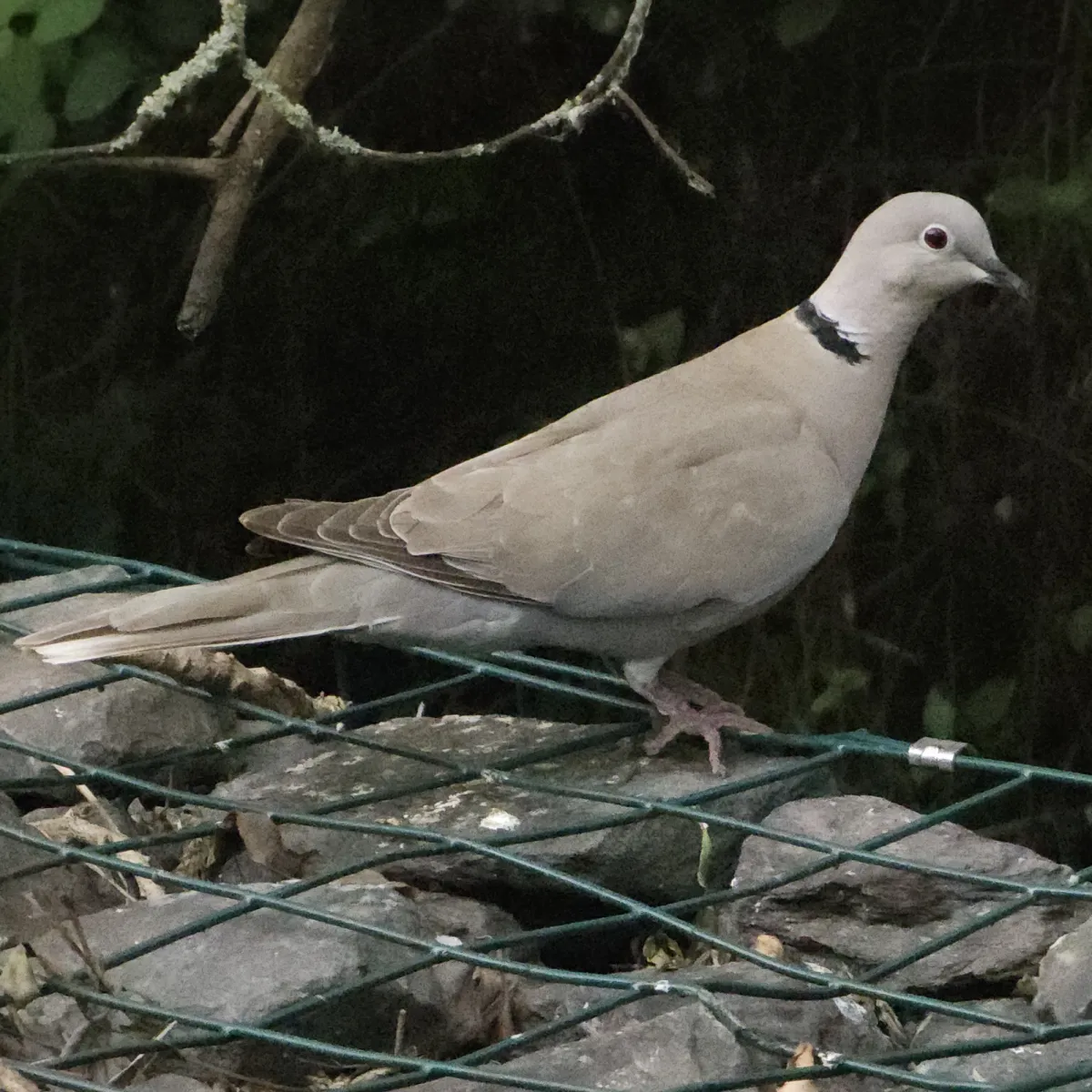 Spotted Eurasian Collared-Dove