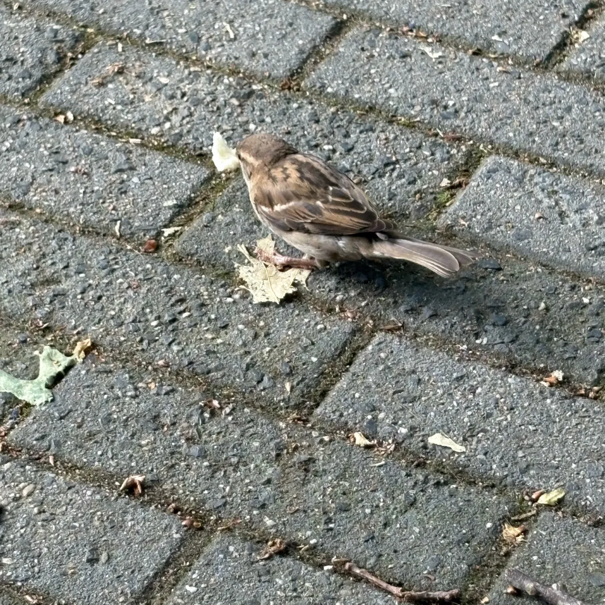 Waargenomen Huismus