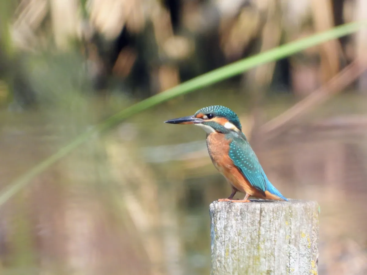 Waargenomen IJsvogel