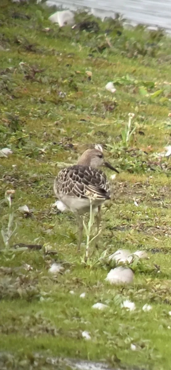 Spotted Ruff
