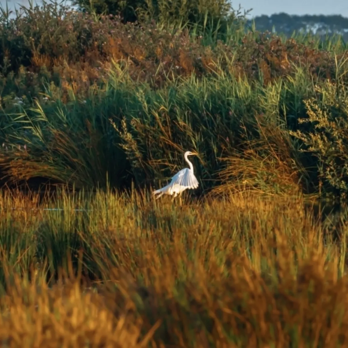 Waargenomen Grote zilverreiger