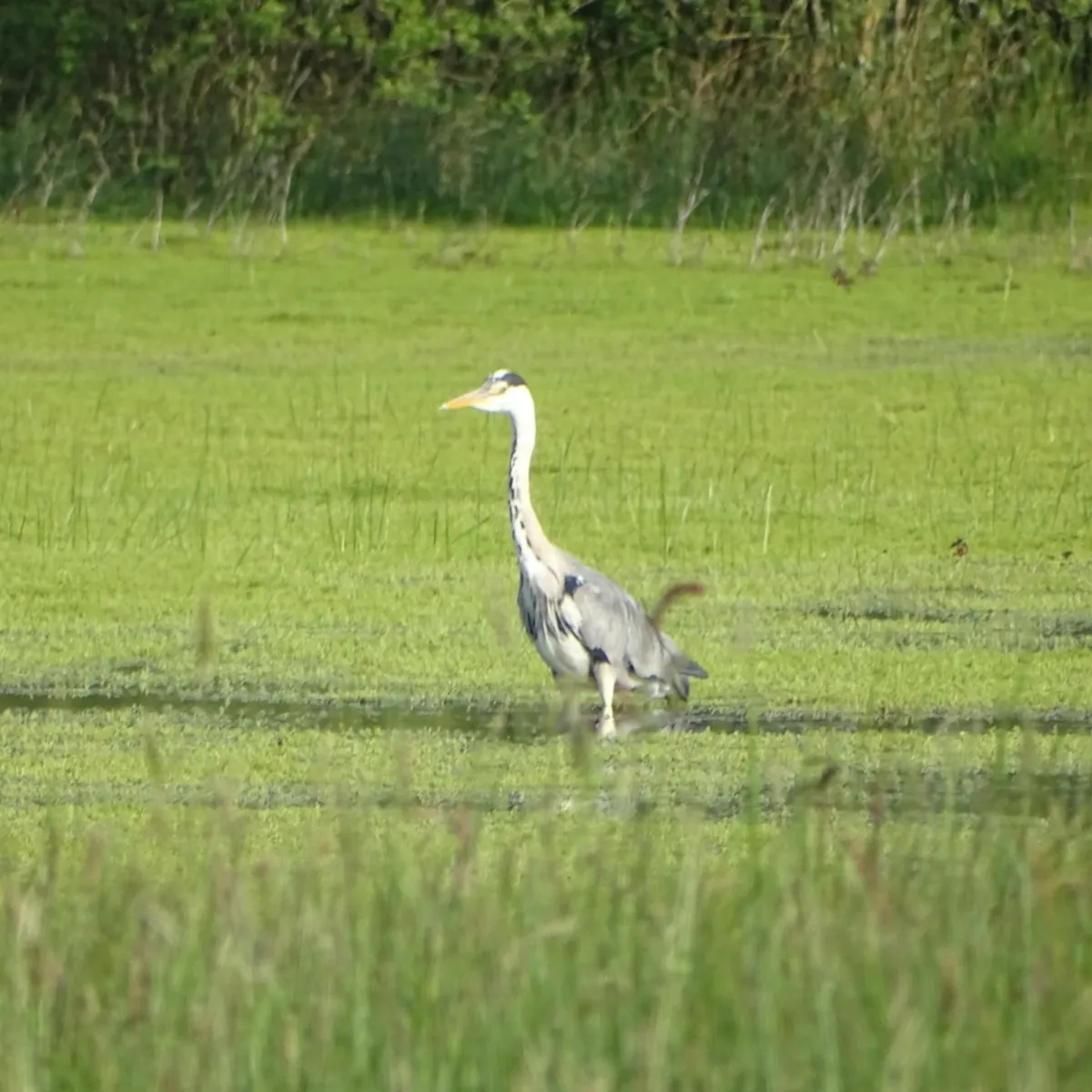 Waargenomen Blauwe reiger