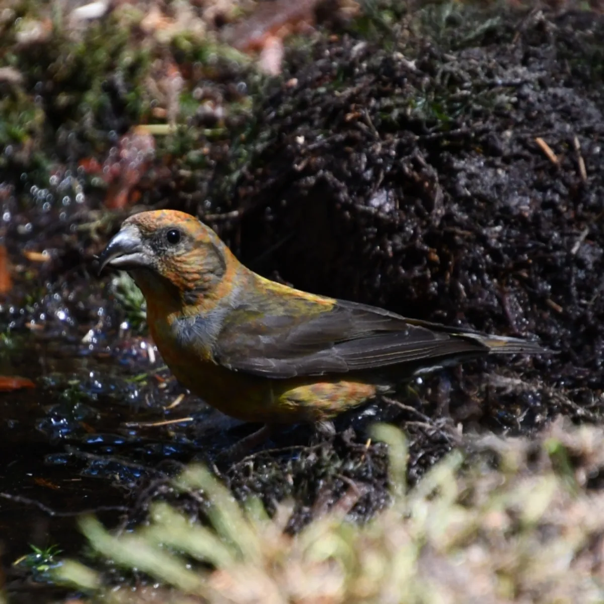 Spotted Parrot Crossbill