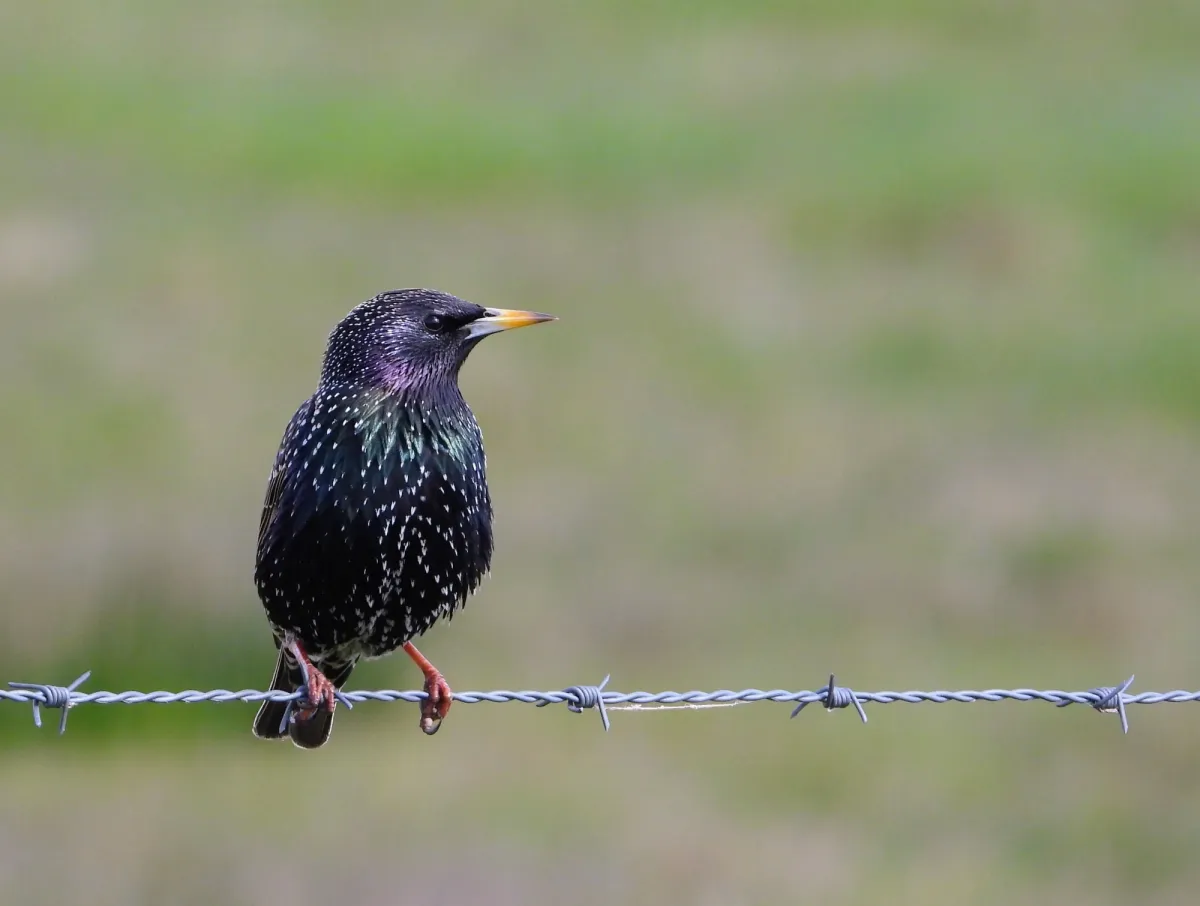 Spotted European Starling