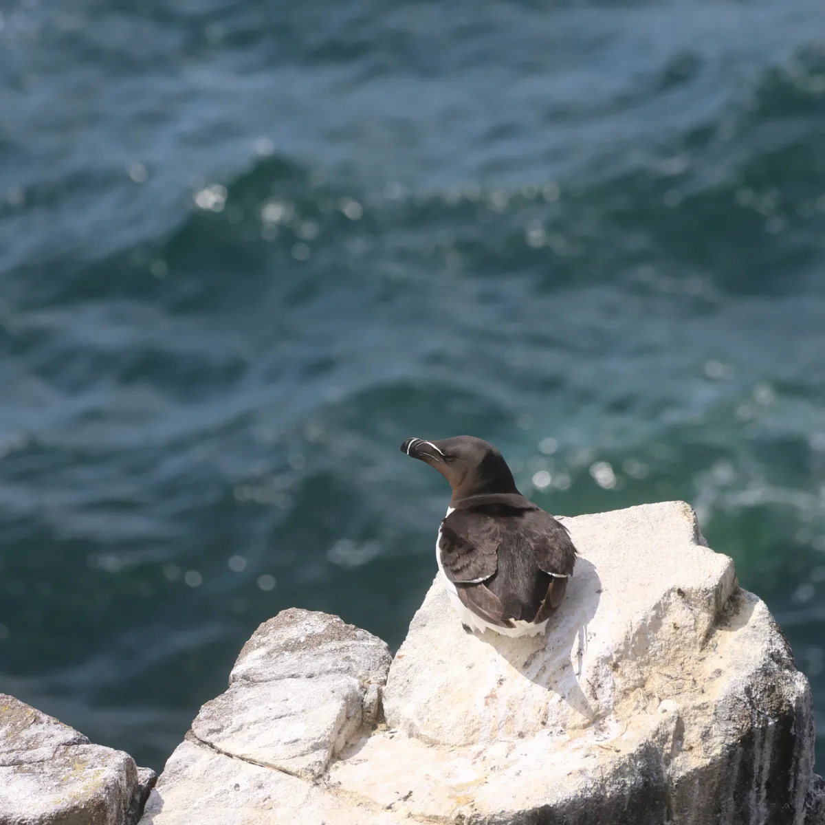 Spotted Razorbill