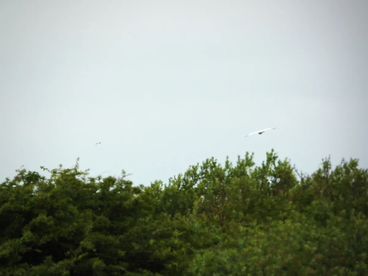 Waargenomen Kleine zilverreiger