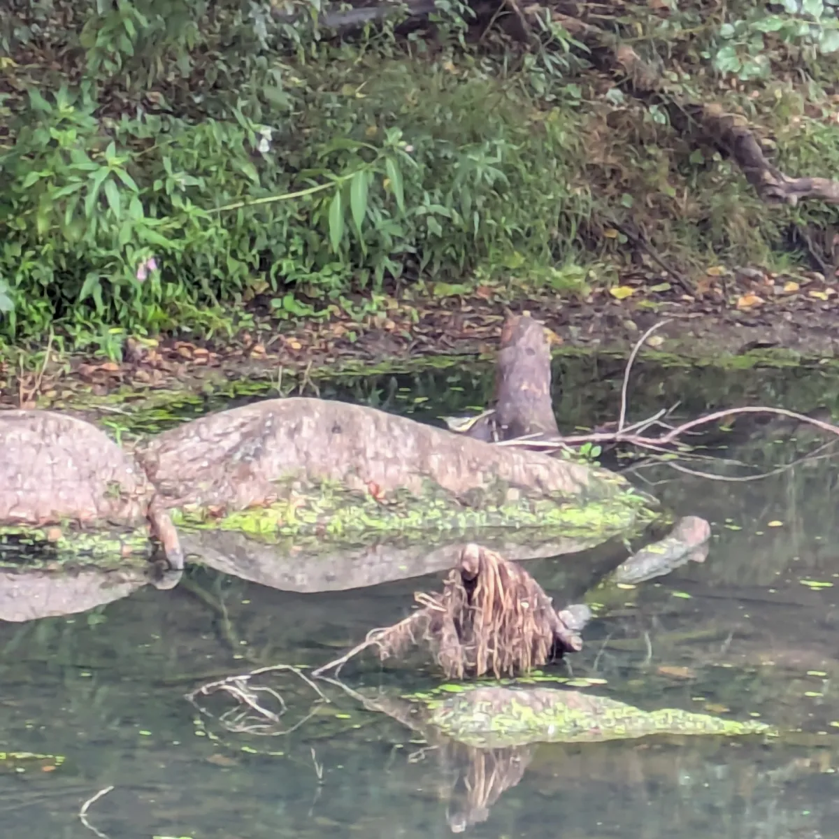 Spotted Gray Wagtail