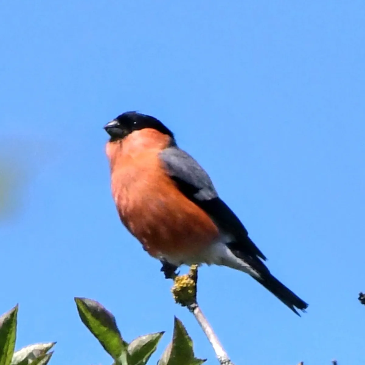 Spotted Eurasian Bullfinch